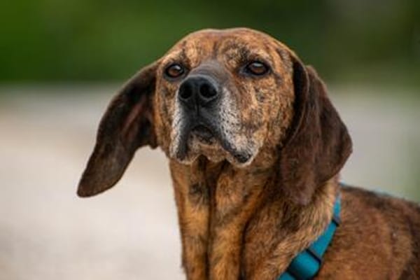 Lebensfroher Shaggy sucht seinen Jackpot!