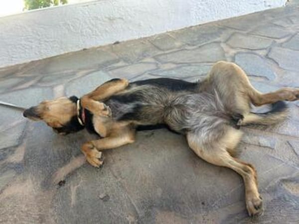 💟 STELA - GIBT ES EINE FAMILIE FÜR MICH