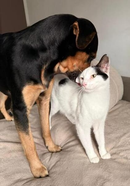Paul, kleiner Abenteurerkater, ca. 1 Jahr