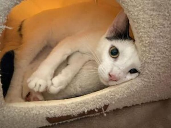 Paul, kleiner Abenteurerkater, ca. 1 Jahr