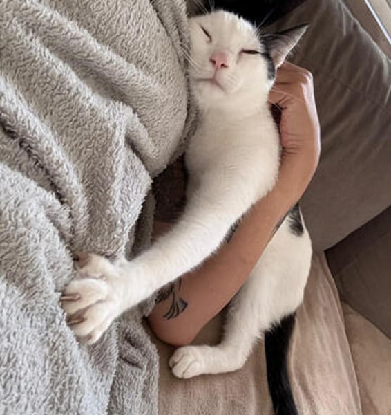 Paul, kleiner Abenteurerkater, ca. 1 Jahr