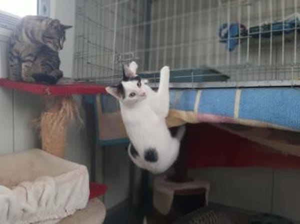 Paul, kleiner Abenteurerkater, ca. 1 Jahr