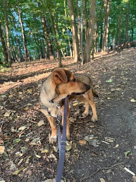 Gunni auf Pflegestelle in Kamen