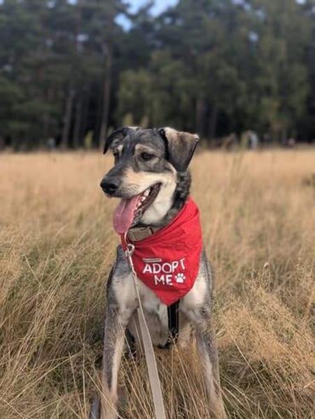 Kaji - sucht seine Menschen 🐕