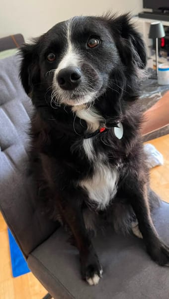 Linda, zauberhafte Hündin, ca. 5 Jahre