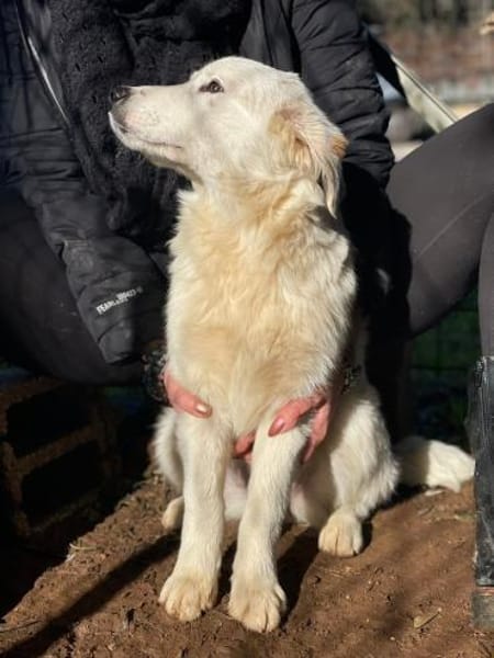 Vale 💛💛💛 kleiner Hundedame