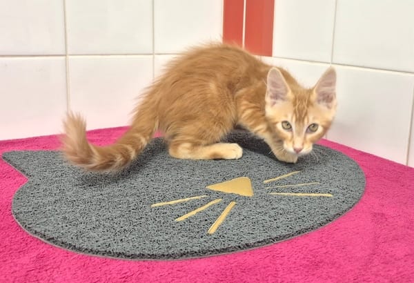 JAX (réservé)