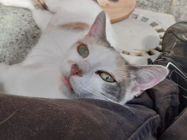Mirabelle