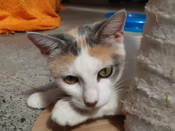 Mirabelle