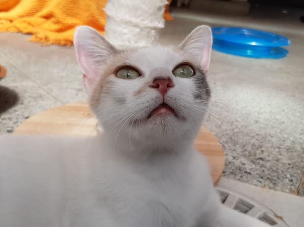 Mirabelle