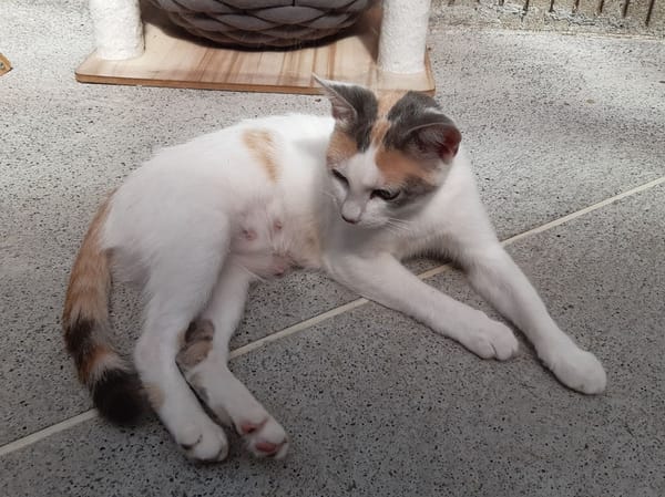 Mirabelle