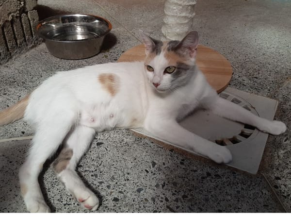 Mirabelle