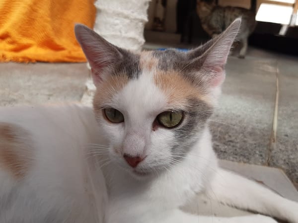 Mirabelle