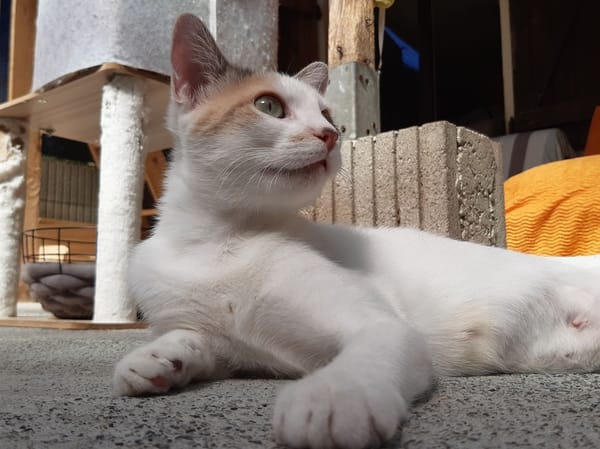Mirabelle
