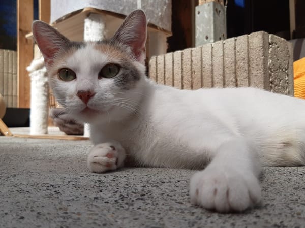 Mirabelle