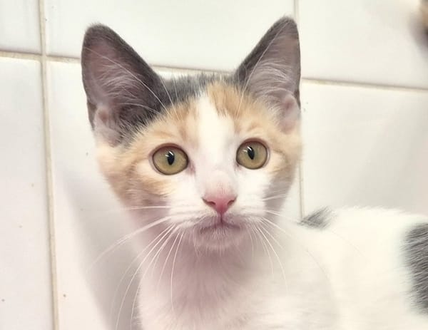 BIANCA (réservée)
