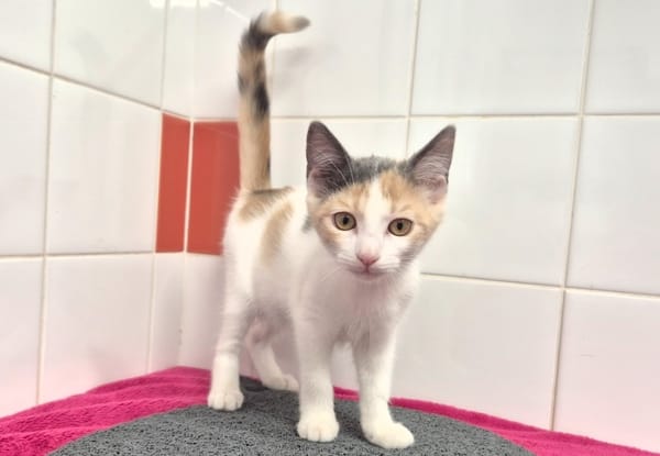 BIANCA (réservée)