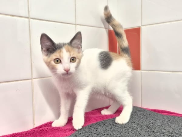 BIANCA (réservée)