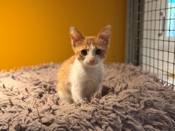 MAURICE (RESERVE) A17556