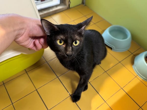 OMBRA (RESERVEE) A17535