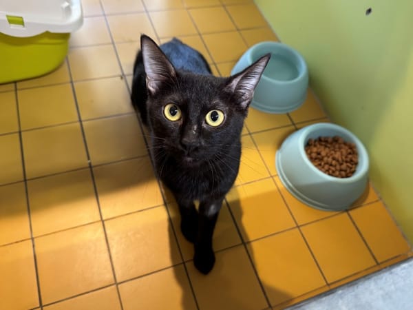 OMBRA (RESERVEE) A17535