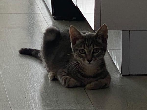 Scat cat