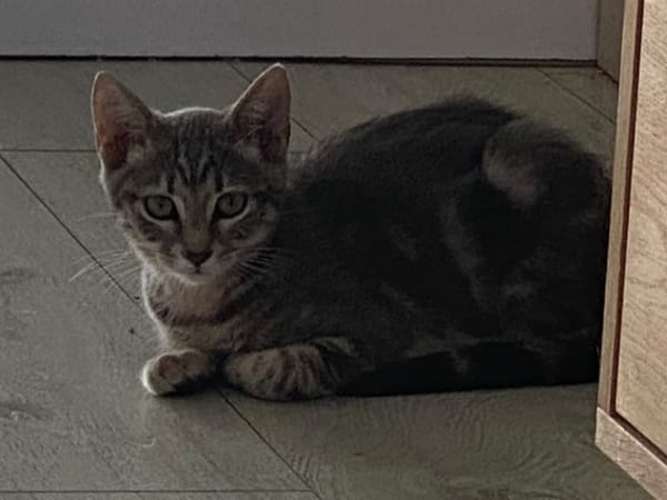 Scat cat