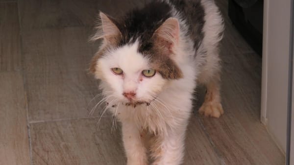 BALOO (réservé)