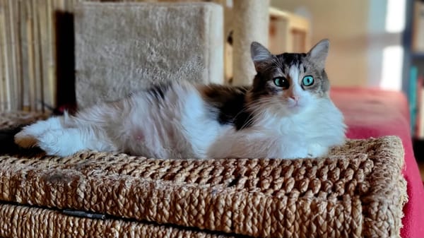 BINGA