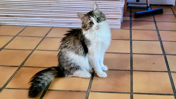BINGA