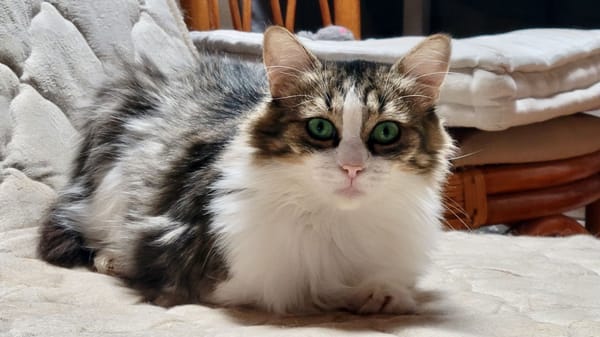 BINGA