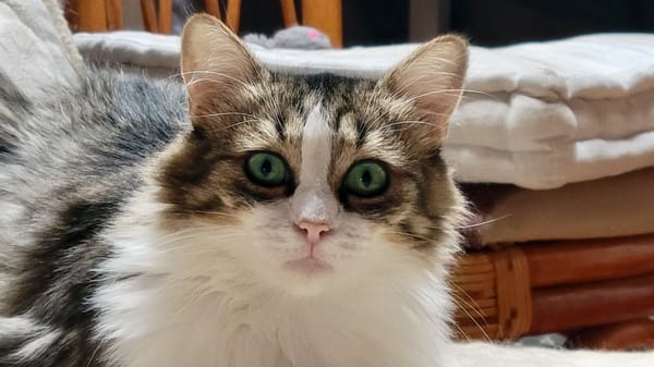 BINGA