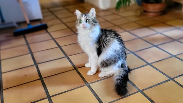 BINGA