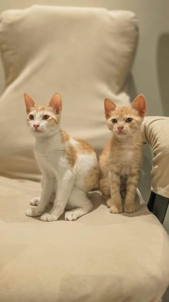 ZURI et MAHI