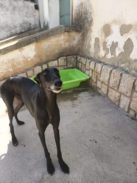 HAKOON (Hogar de paz)