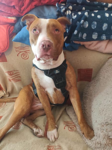 TYR (Hogar de paz)