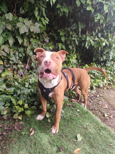 TYR (Hogar de paz)