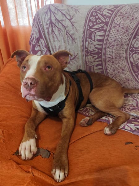 TYR (Hogar de paz)