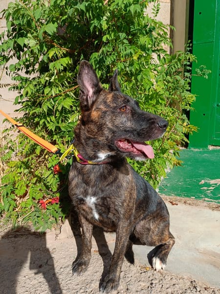 XENA (Animalea)