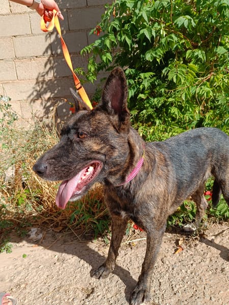 XENA (Animalea)