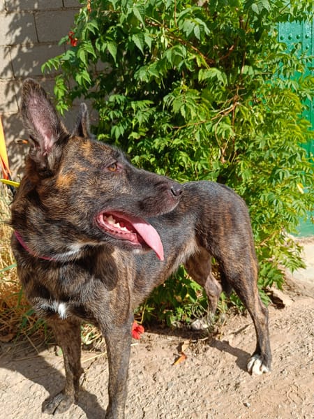 XENA (Animalea)