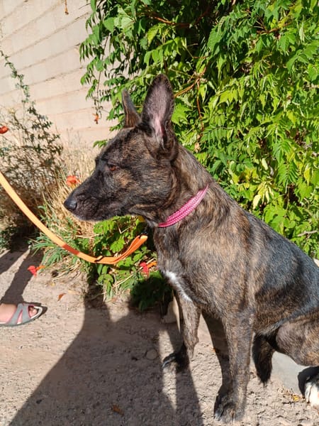 XENA (Animalea)