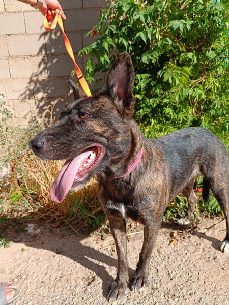 XENA (Animalea)