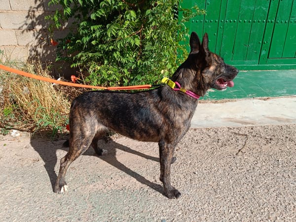 XENA (Animalea)