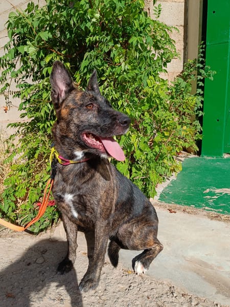 XENA (Animalea)