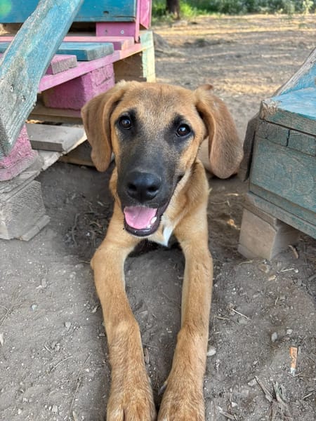 Lailo