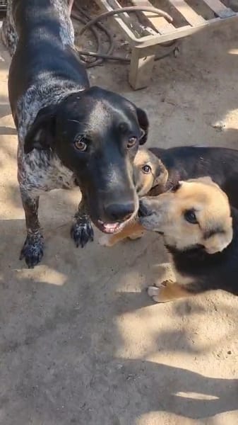 Abanos