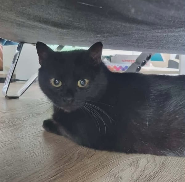 Tala