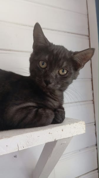 ROMEO