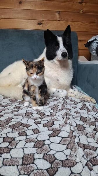 HERA ist das ideale Familienmitglied